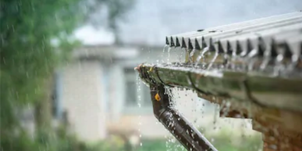 L’eau de pluie pour nos animaux : Est-ce sans danger ?