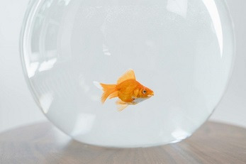 Les bienfaits de l’eau adoucie pour votre poisson d’aquarium
