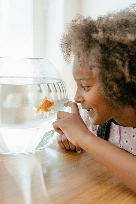 Les bienfaits de l’eau adoucie pour votre poisson d’aquarium